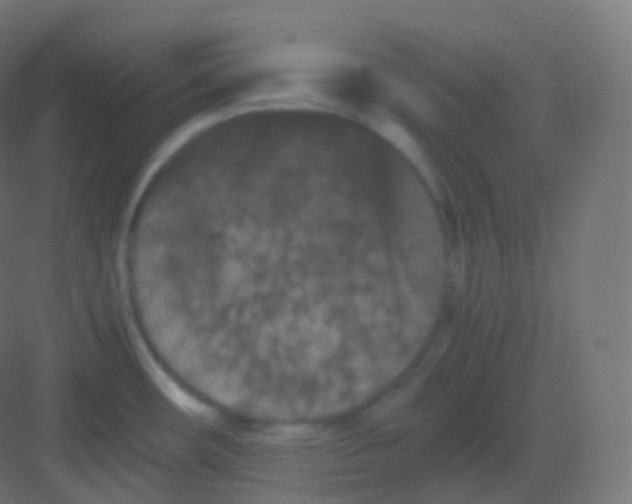 X0000081331482200702082149