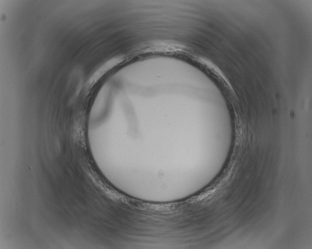 X0000081340874200701111026