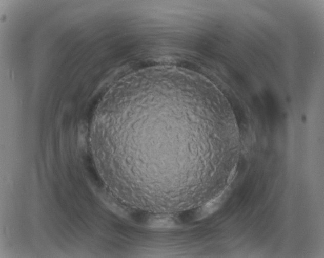 X0000081340175200701111433