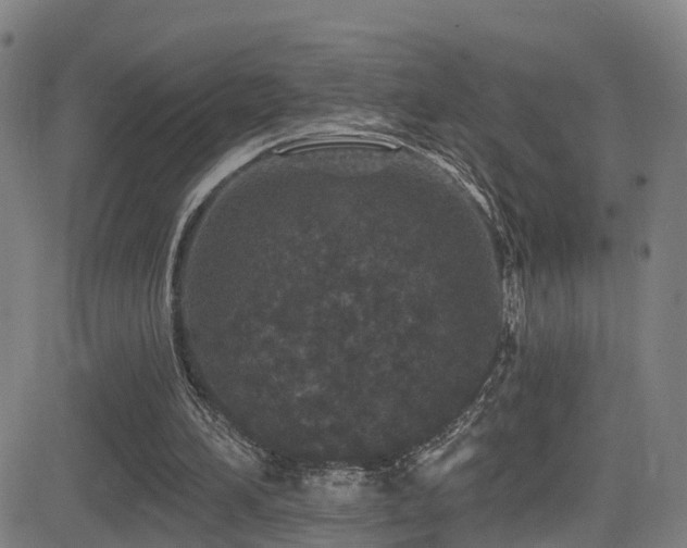 X0000081340196200701111433