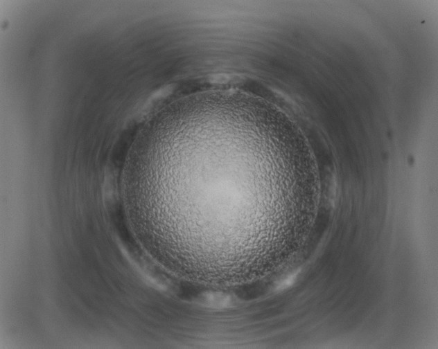 X0000081340272200701111432