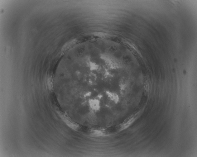 X0000081340285200701111432