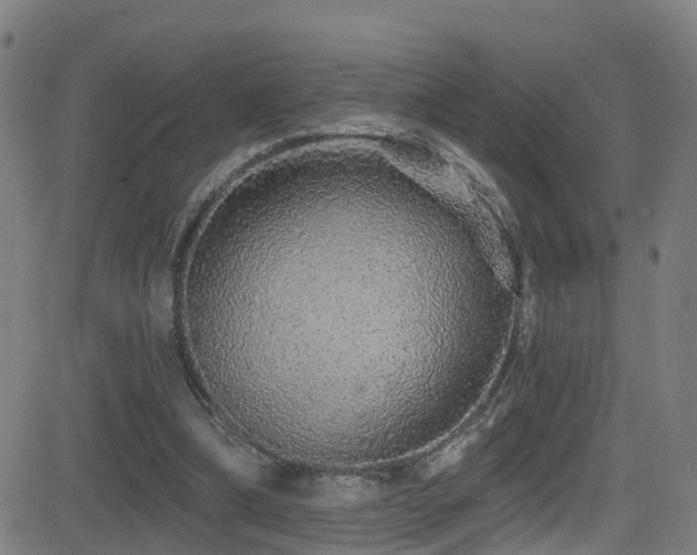 X0000081340298200701111431