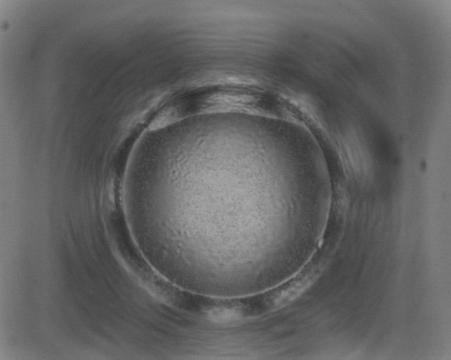 X0000081340358200701111430