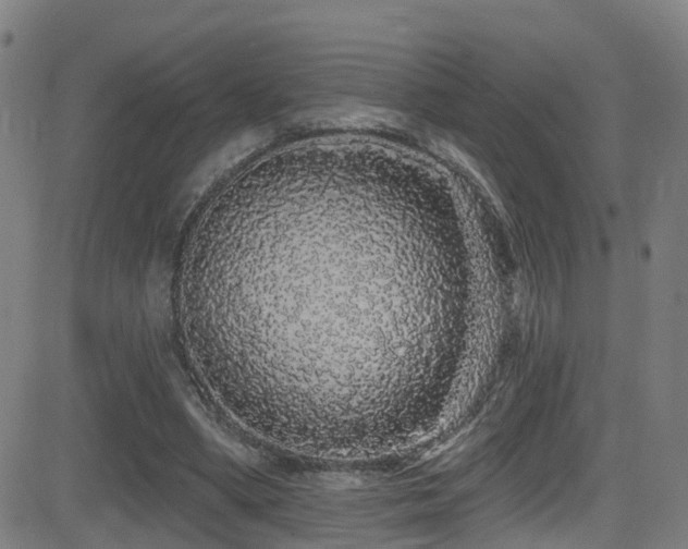 X0000081340394200701111429