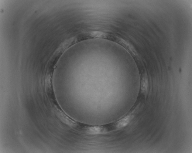 X0000081340473200701111429