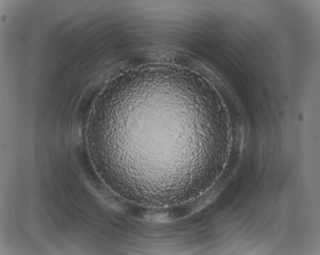 X0000081340602200701111426