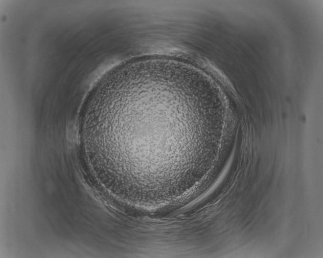 X0000081340628200701111425