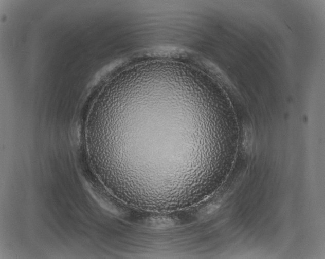 X0000081340636200701111425