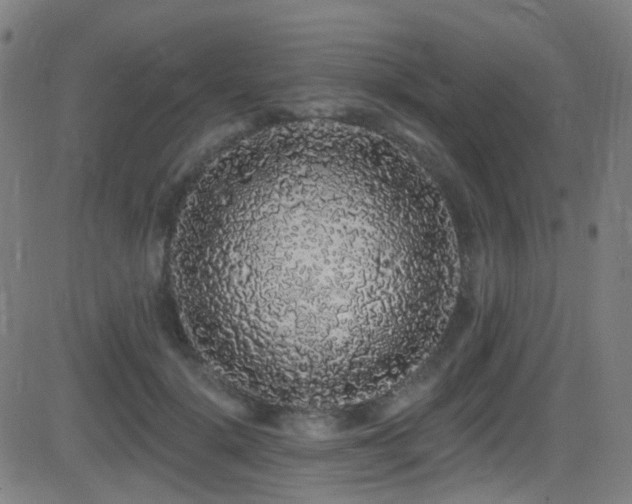 X0000081340652200701111425