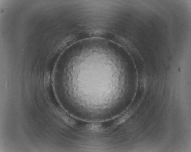 X0000081340660200701111425