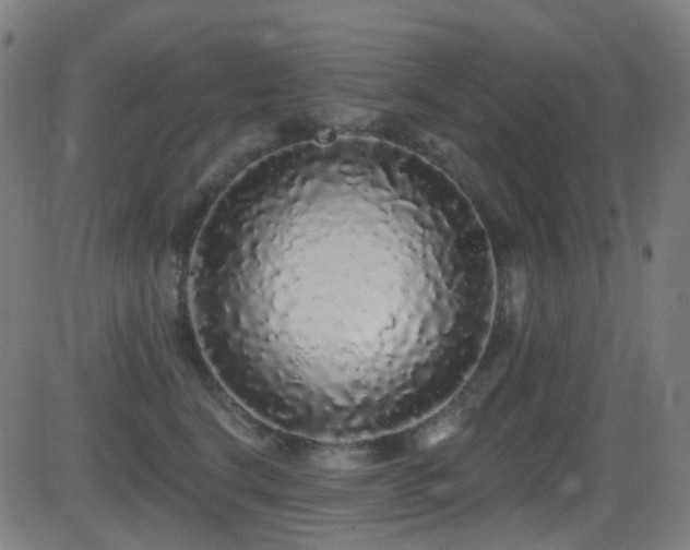 X0000081340664200701111425