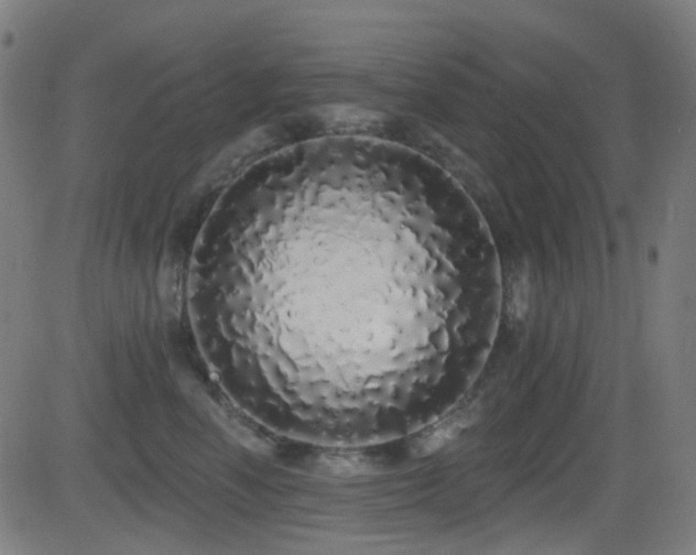 X0000081340666200701111425