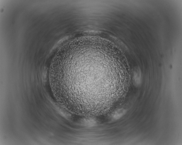 X0000081340668200701111425