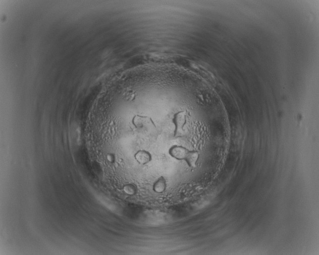 X0000081340703200701111424