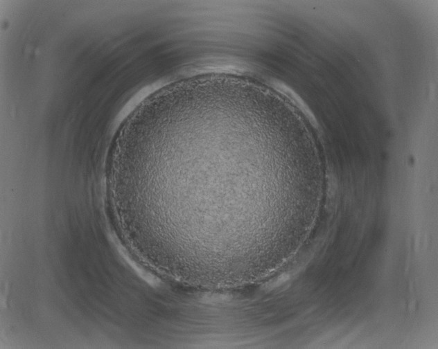 X0000081340890200701111421