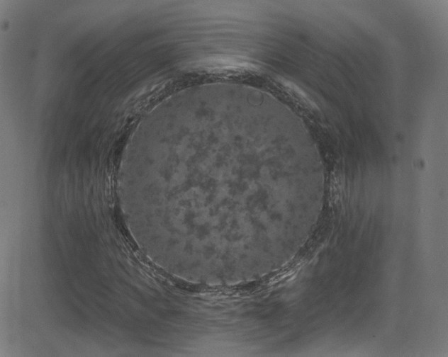 X0000081340917200701111420
