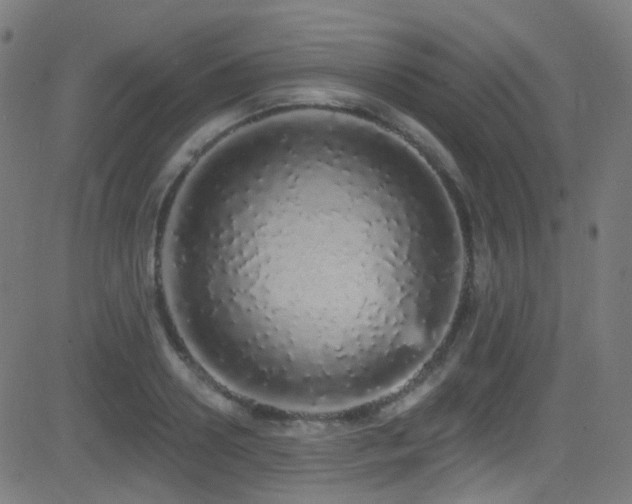 X0000081340938200701111420