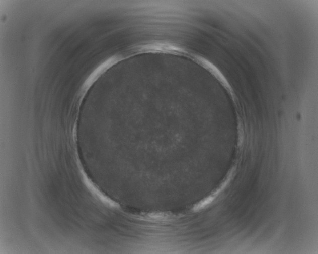 X0000081340946200701111421