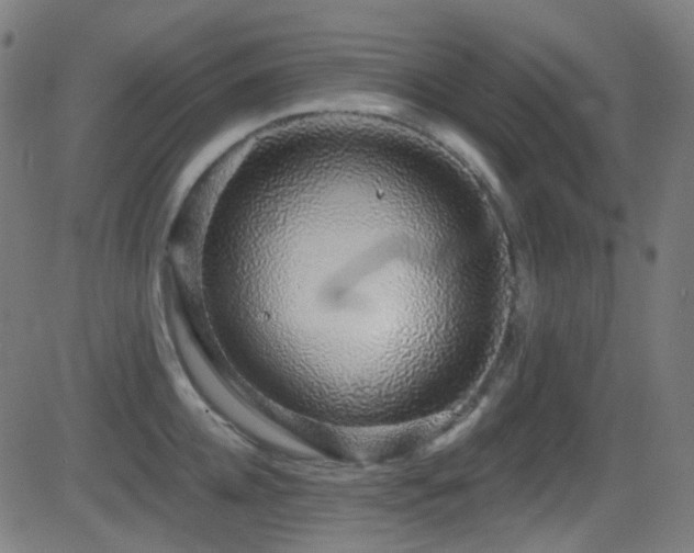 X0000081340952200701111421