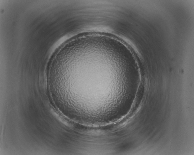 X0000081340982200701111420