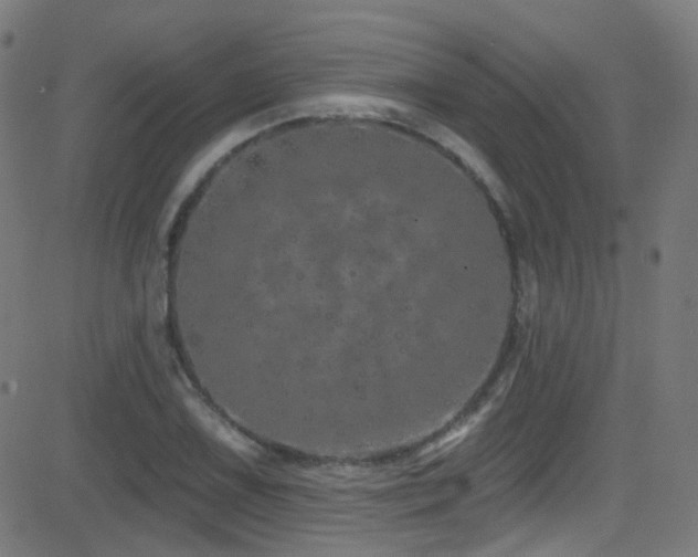 X0000081341075200701111418