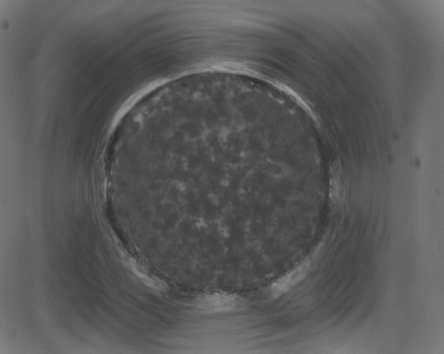 X0000081341117200701111417