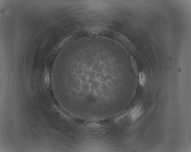 X0000081341155200701111417