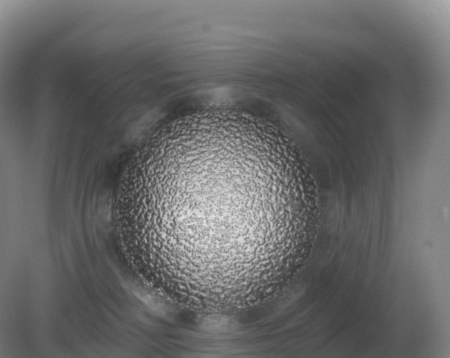 X0000081340230200701182029