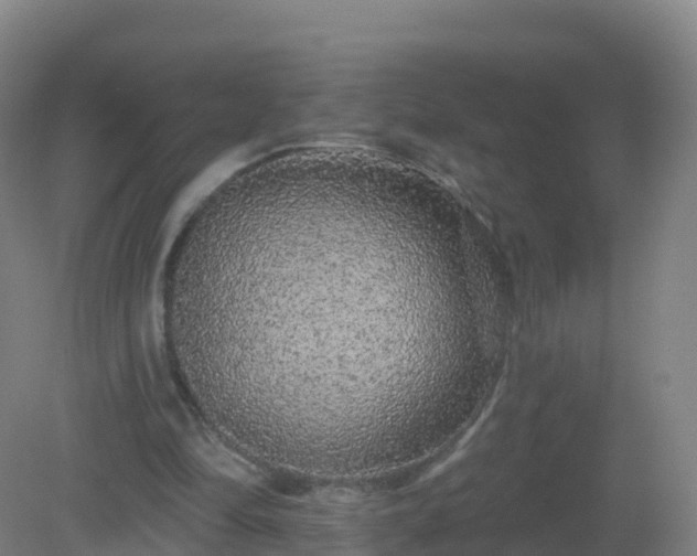 X0000081340294200701182028