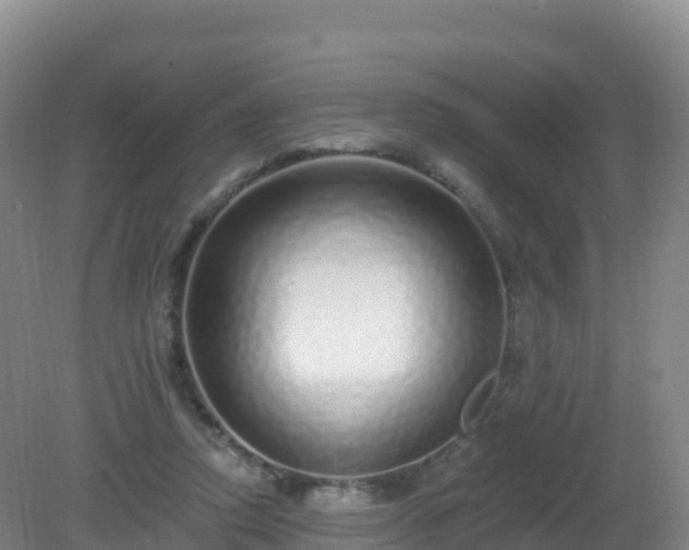 X0000081340354200701182026
