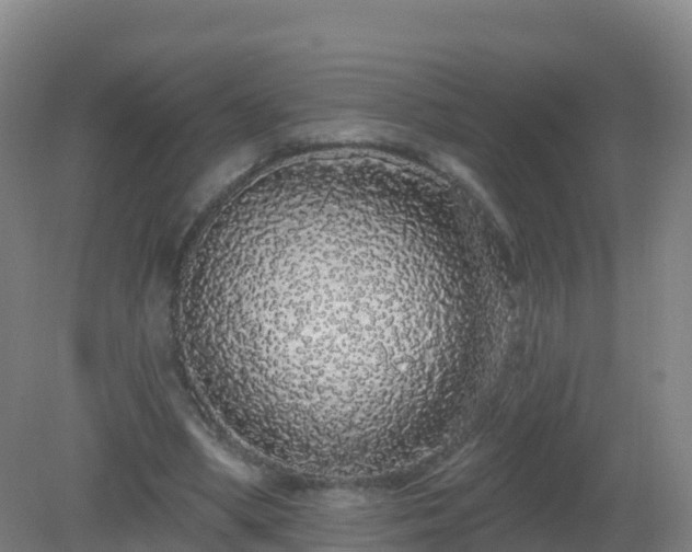 X0000081340394200701182026