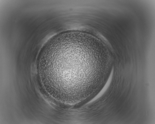 X0000081340628200701182021
