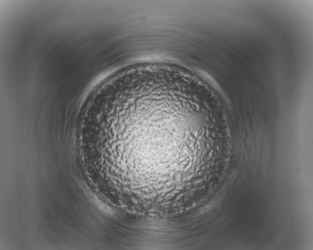X0000081340831200701182018