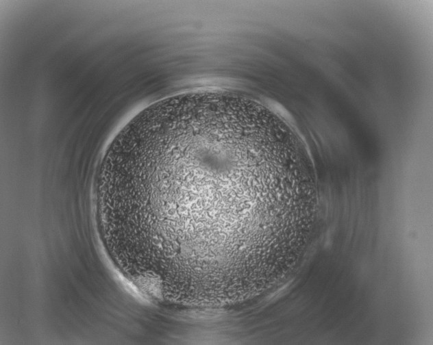 X0000081340859200701182019