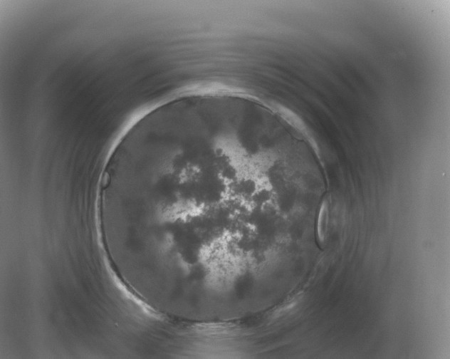 X0000081340863200701182019
