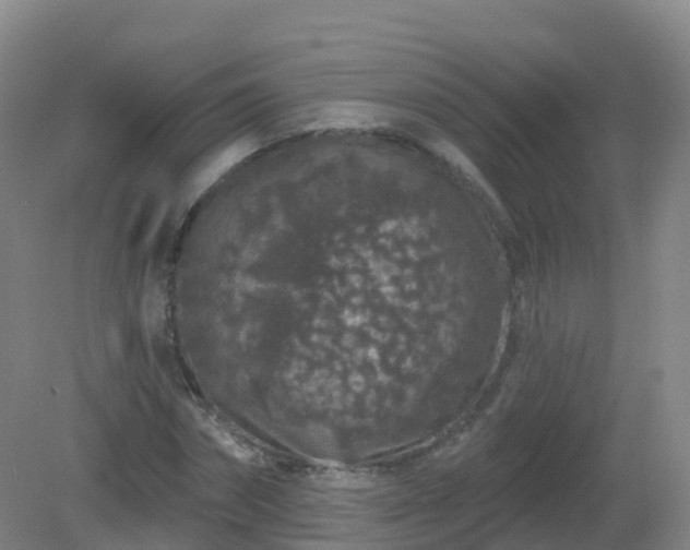 X0000081340874200701182018