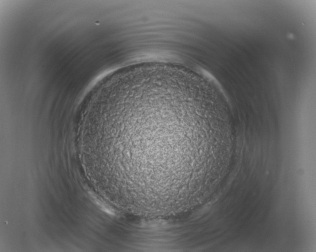 X0000081341019200701182015