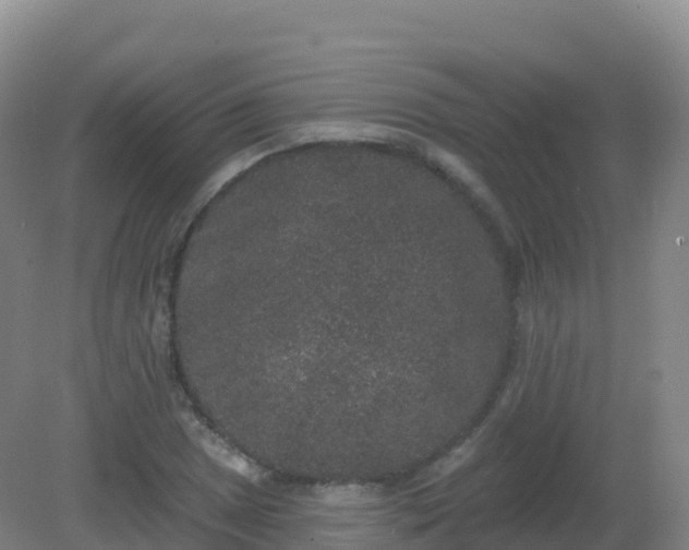 X0000081341025200701182015