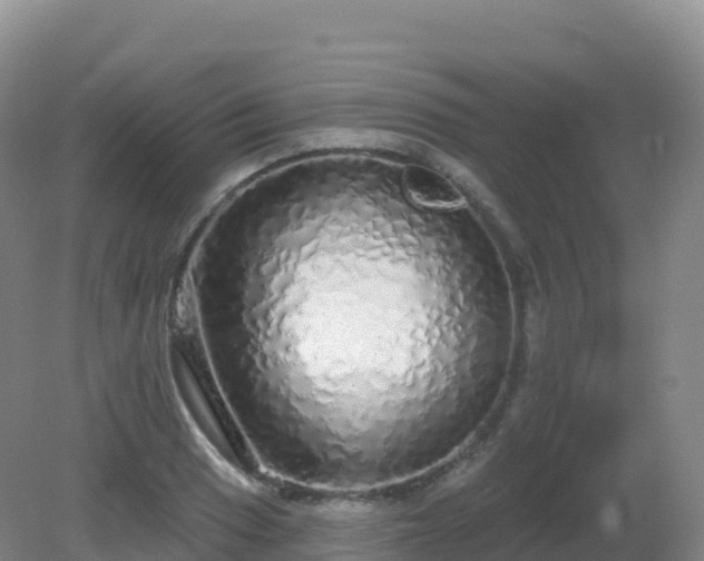 X0000081341033200701182015