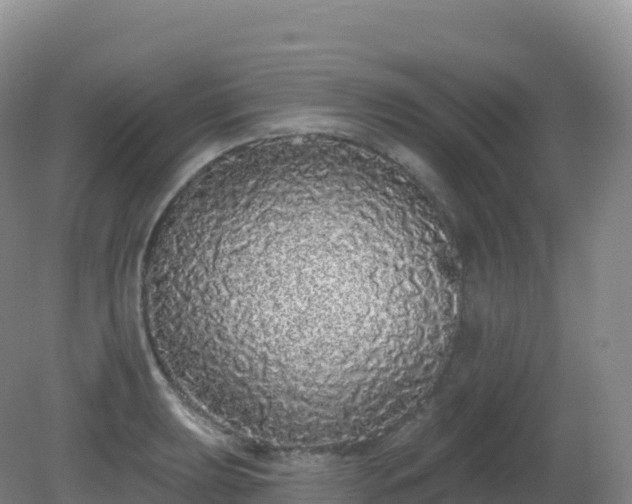X0000081341039200701182015