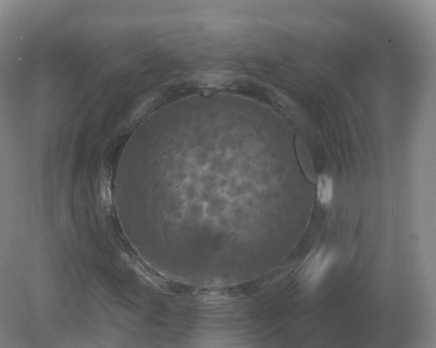 X0000081341155200701182013