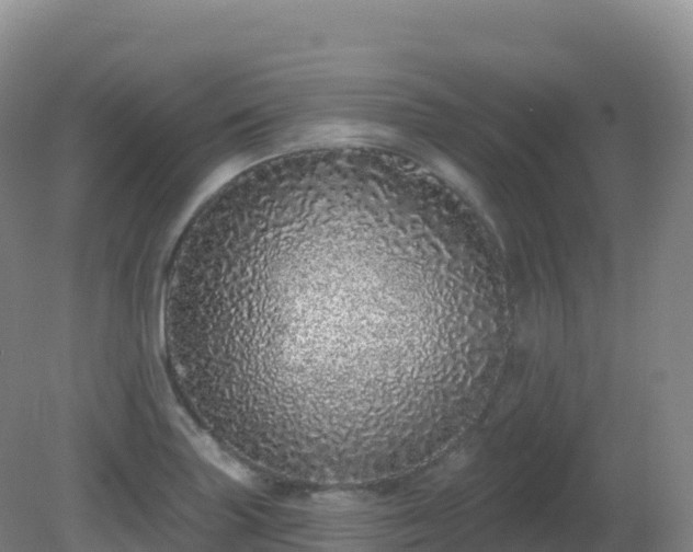 X0000081341227200701182012