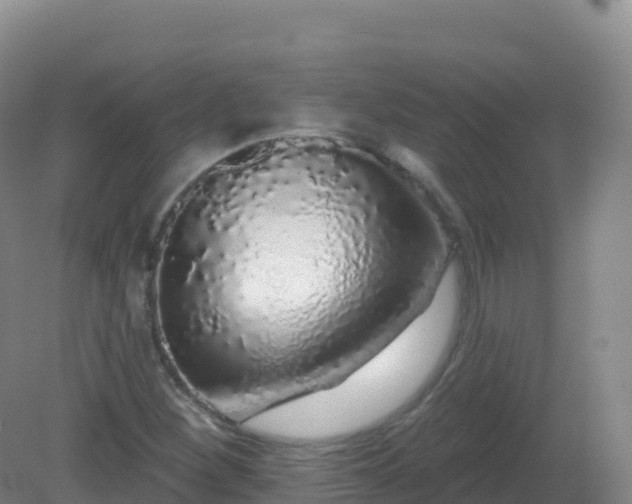 X0000081341260200701182011