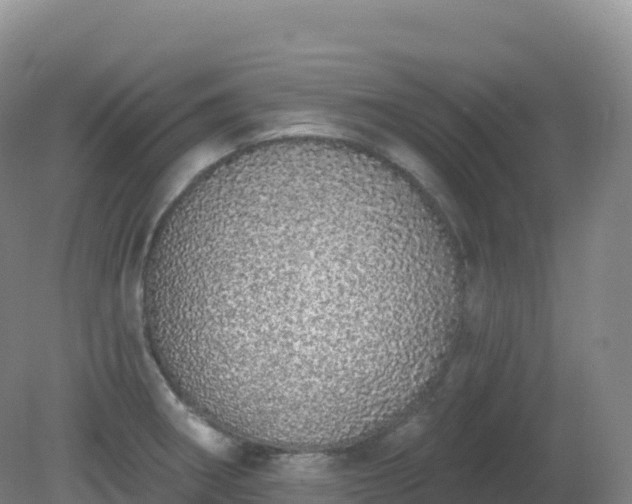 X0000081341282200701182011