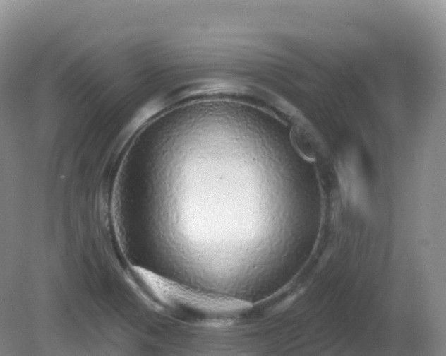X0000081341321200701182010