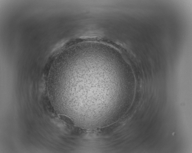 X0000081341350200701182010
