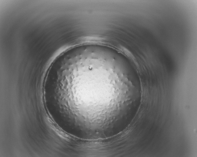 X0000081341435200701182009