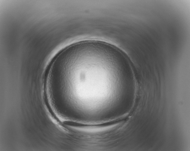 X0000081341511200701182007
