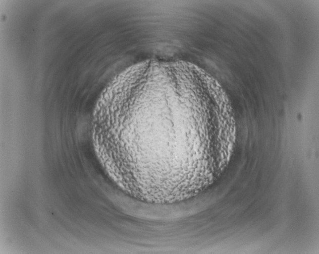 X0000081340034200701251910
